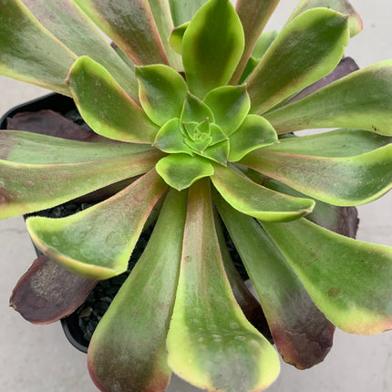 Aeonium Super Bang
