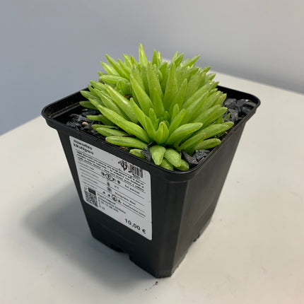 Haworthia 'Kikuhigasa'