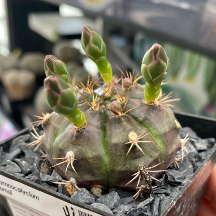 Gymnocalycium damsii