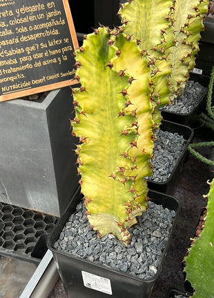 Euphorbia ingens variegata
