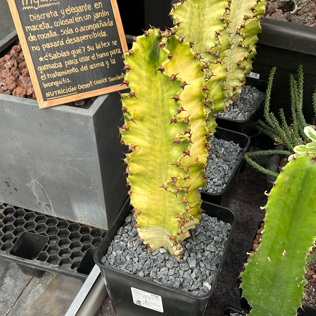 Euphorbia ingens variegata