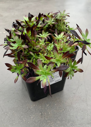 Aeonium Feuerwerkskörper „Mini“