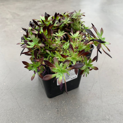 Aeonium firecracker “mini”