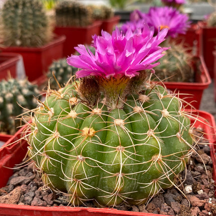 Notocactus uebelmannianus
