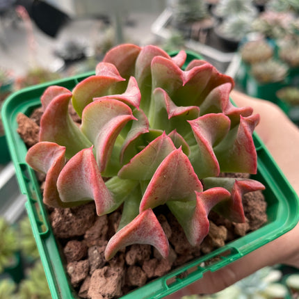 Echeveria “Dark Vader”