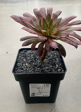 Aeonium-Feuerwerkskörper