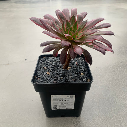 Aeonium-Feuerwerkskörper