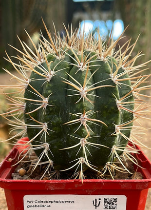 Coleocephalocereus goebeiianus