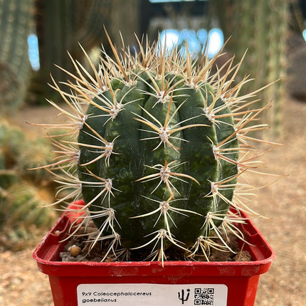 Coleocephalocereus goebeiianus