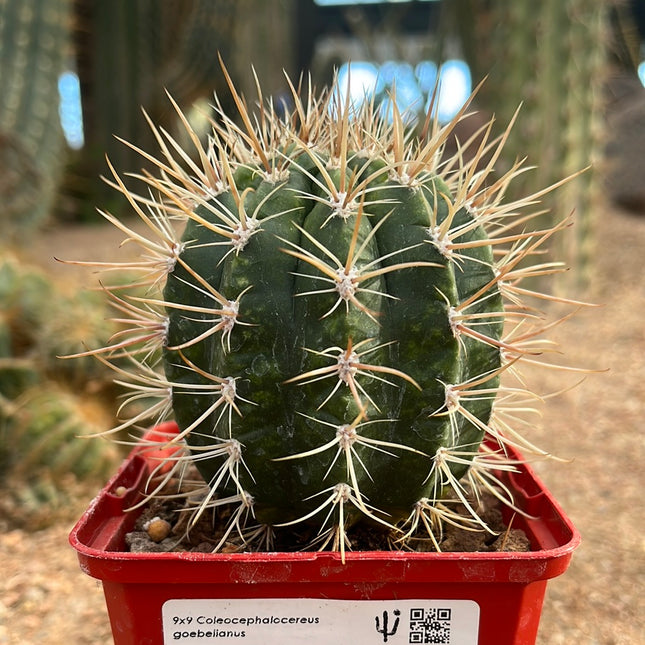 Coleocephalocereus goebeiianus
