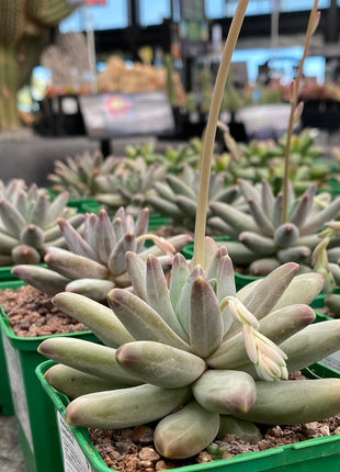 Pachyphytum compactum x Echeveria colorata