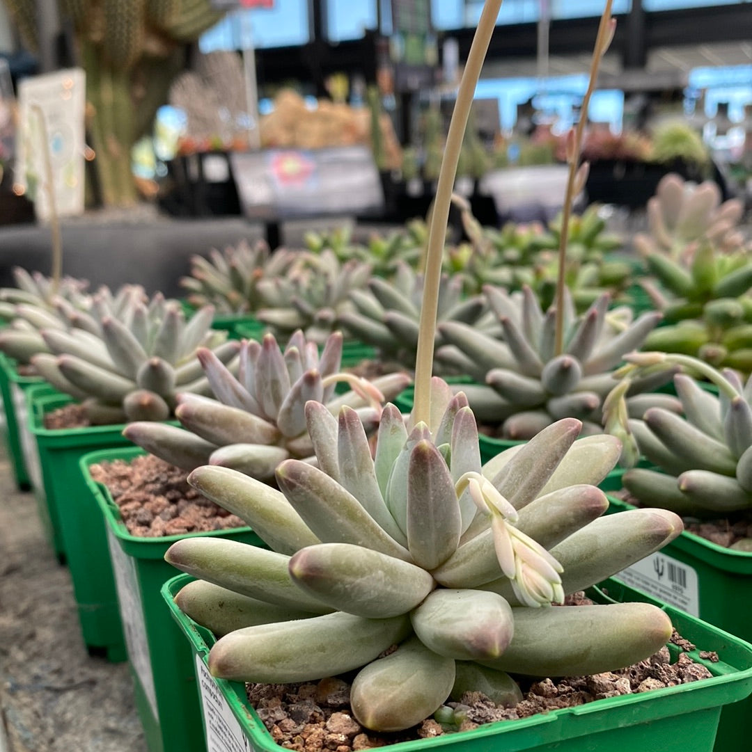 Pachyphytum compactum x Echeveria colorata