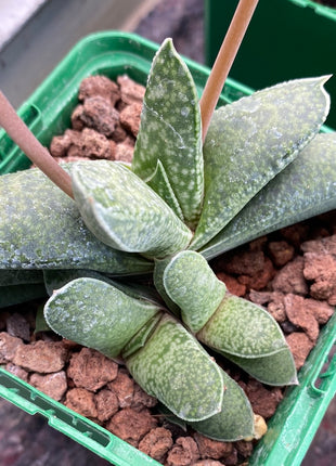Gasteria camillae