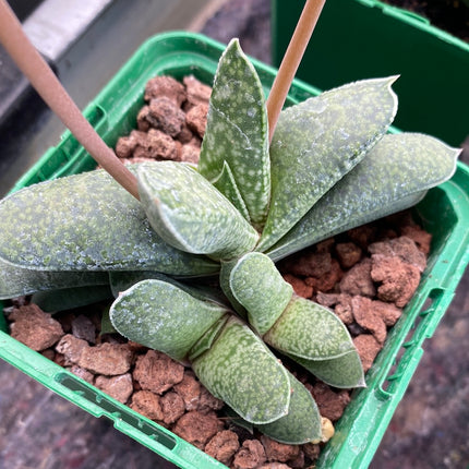 Gasteria camillae