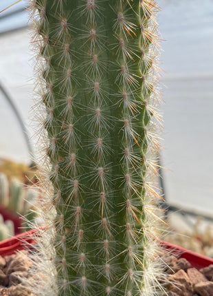 Espostoa mirabilis