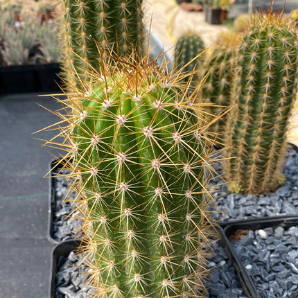 Trichocereus-Hybride