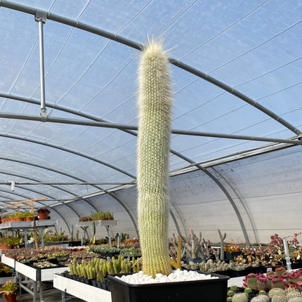 Cleistocactus strausii