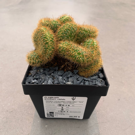 Vatricania guentheri cristata