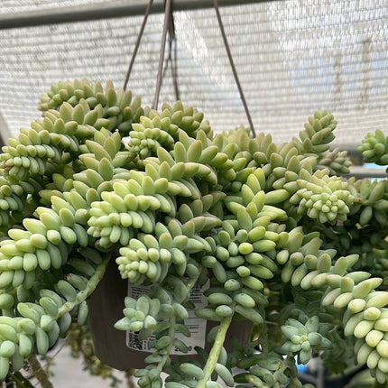 Sedum morganianum cv. 'Hanging' Burrito