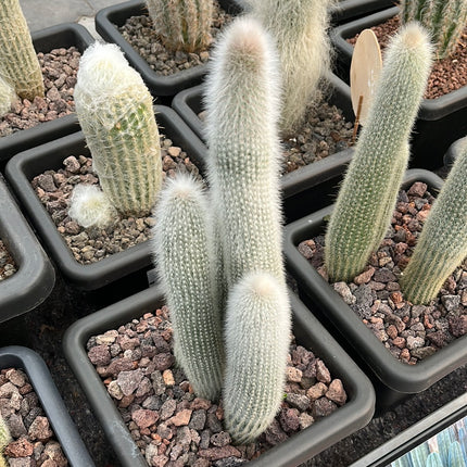 Cleistocactus strausii
