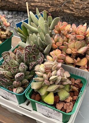 Wüstenpaket Adromischus