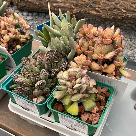 Wüstenpaket Adromischus