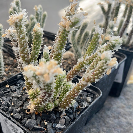 Avonia recurvata