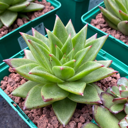 Echeveria agavoides ‘Ebony’