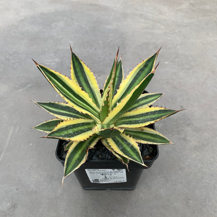Agave lopantha f. quadricolor 'Tarrina' (26 cm diámetro)