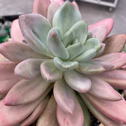 Pachyveria ‘Rossy Crow’