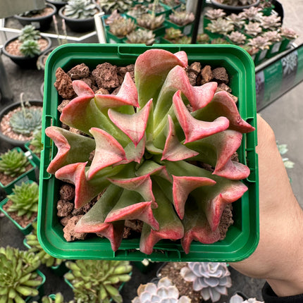 Echeveria “Dark Vader”