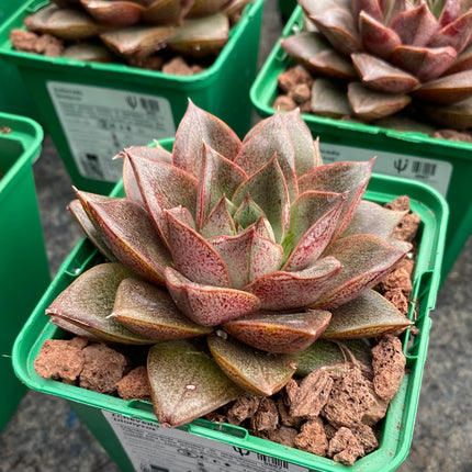 Echeveria ‘Dionysos’