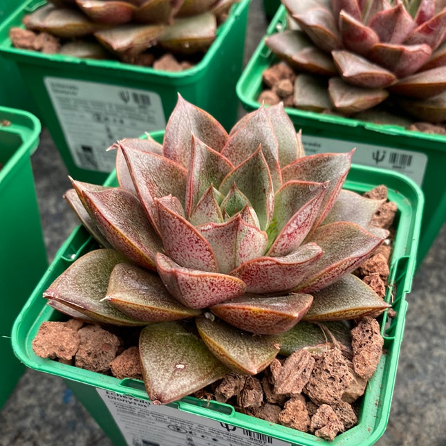 Echeveria ‘Dionysos’