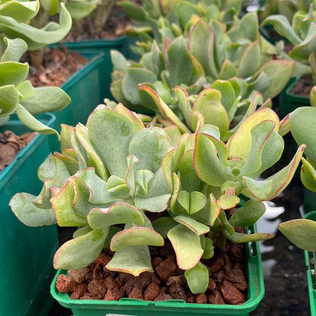 Crassula arborescens undulatifolia