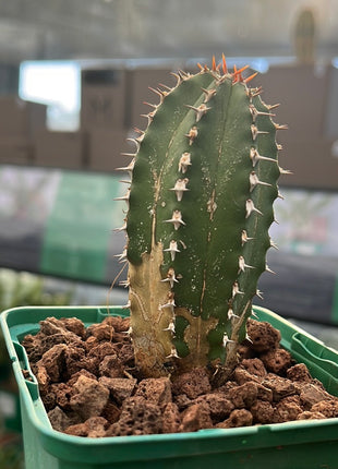 Euphorbia echinus