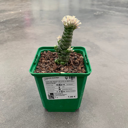 Crassula barcklyi