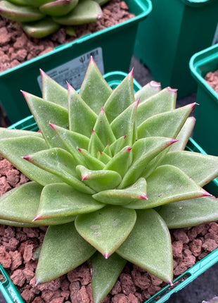 Echeveria agavoides ‘Ebony’