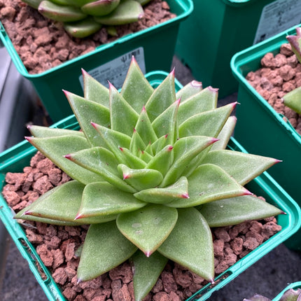 Echeveria agavoides ‘Ebony’