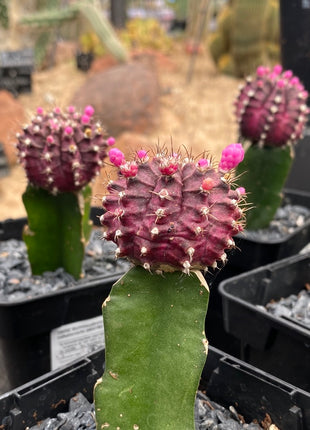 Grafted Gymnocalycium mihanovichii
