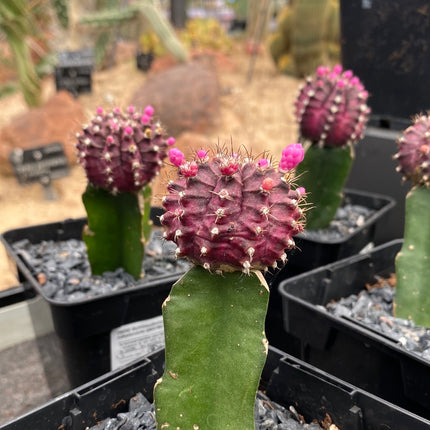 Grafted Gymnocalycium mihanovichii