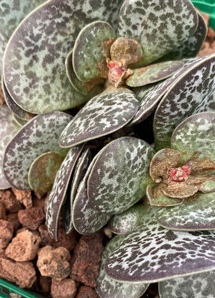 Adromischus maculatus
