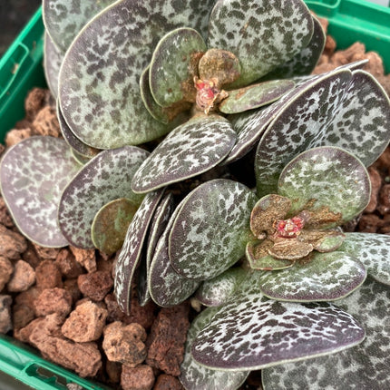 Adromischus maculatus