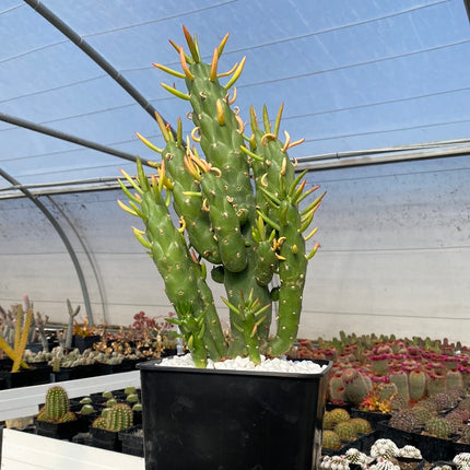 Austrocylindropuntia subulata