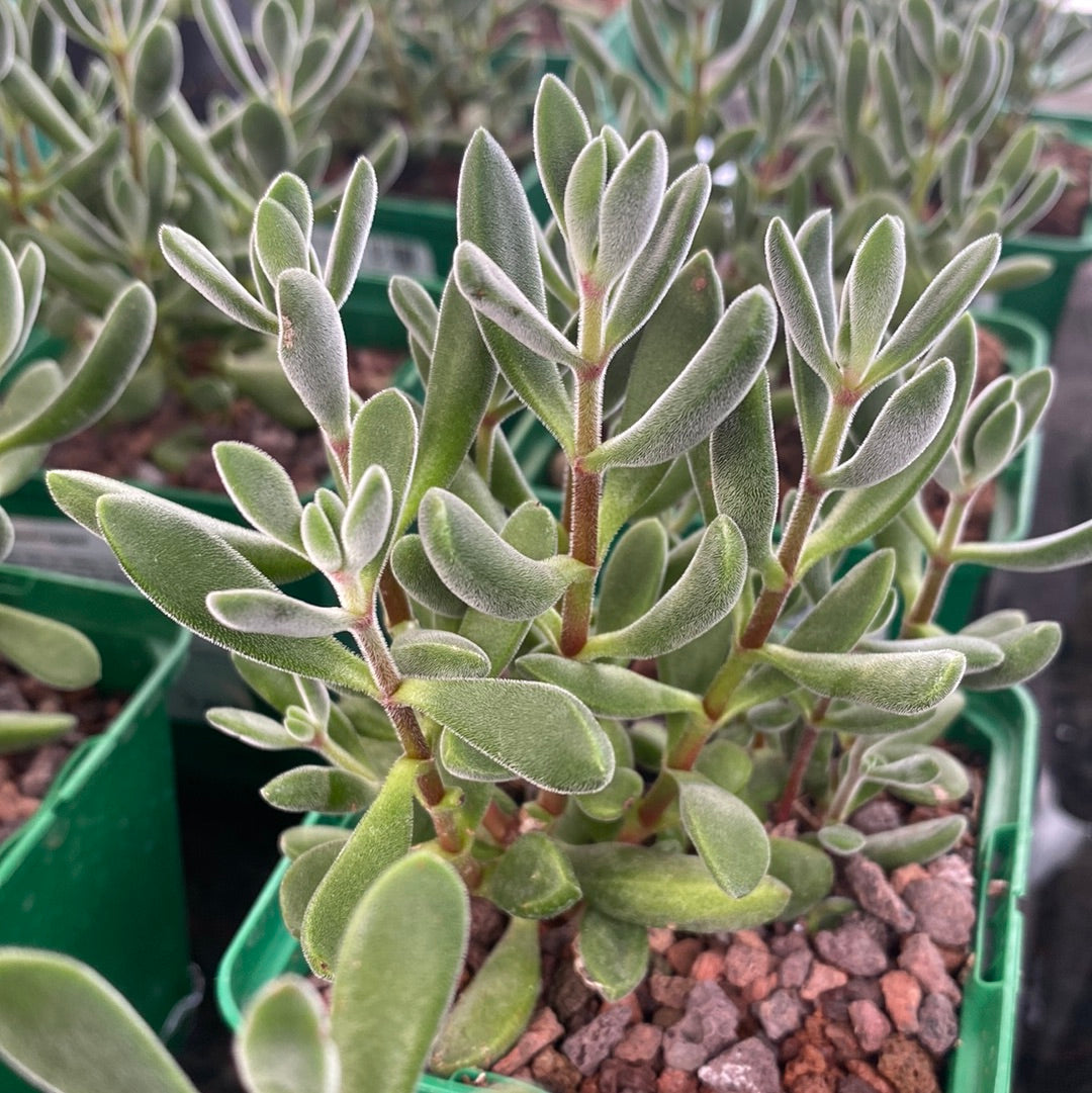 Crassula rogersii