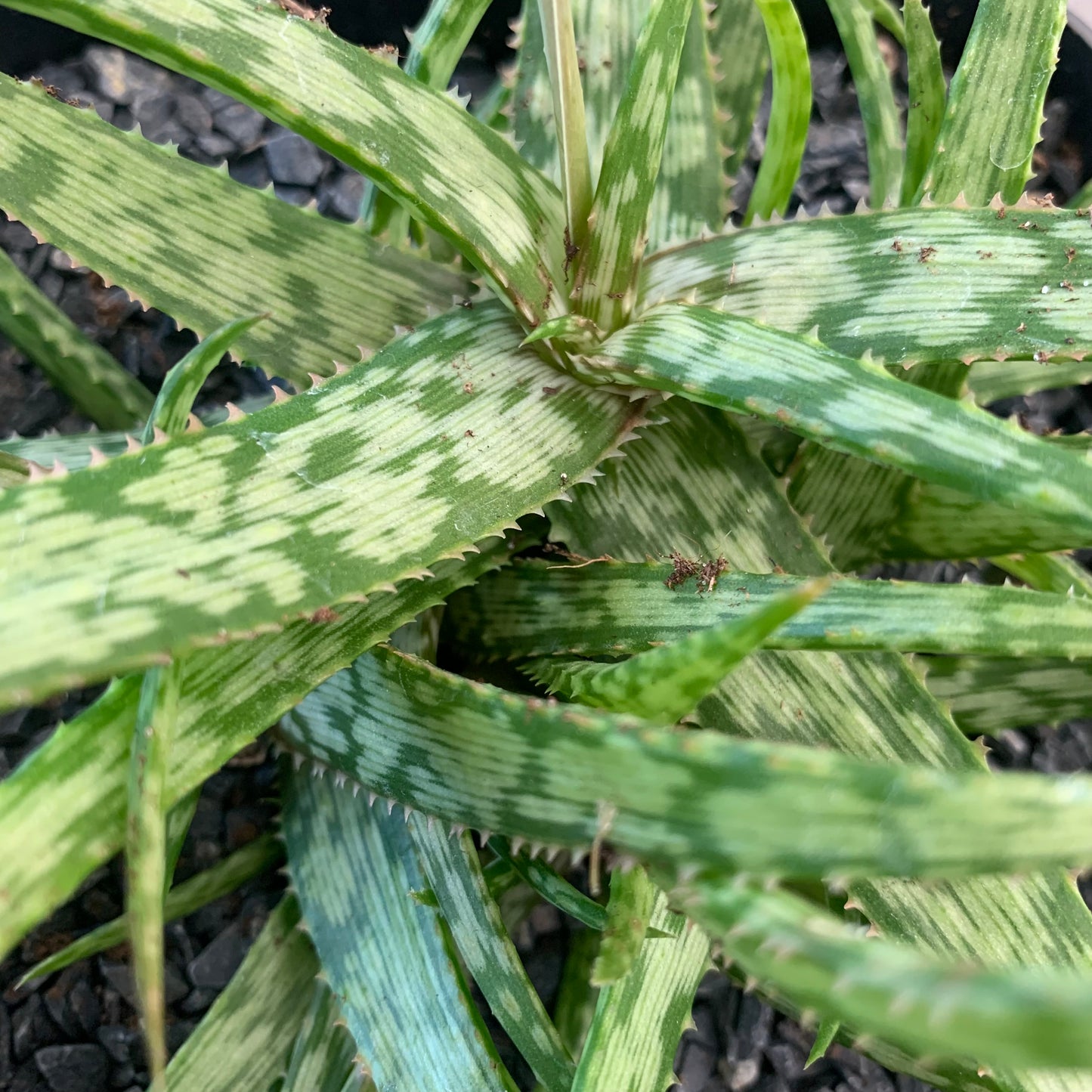 Aloe 'Jurassic Spider'