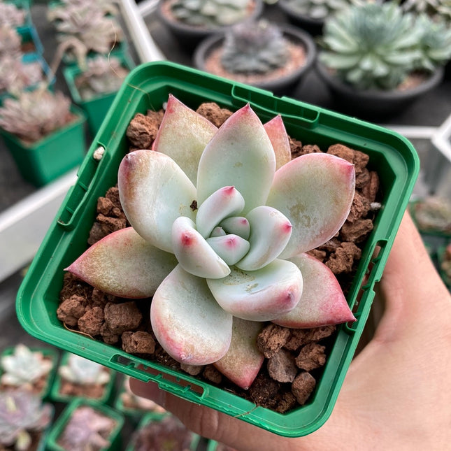 Echeveria colorata var. colorata