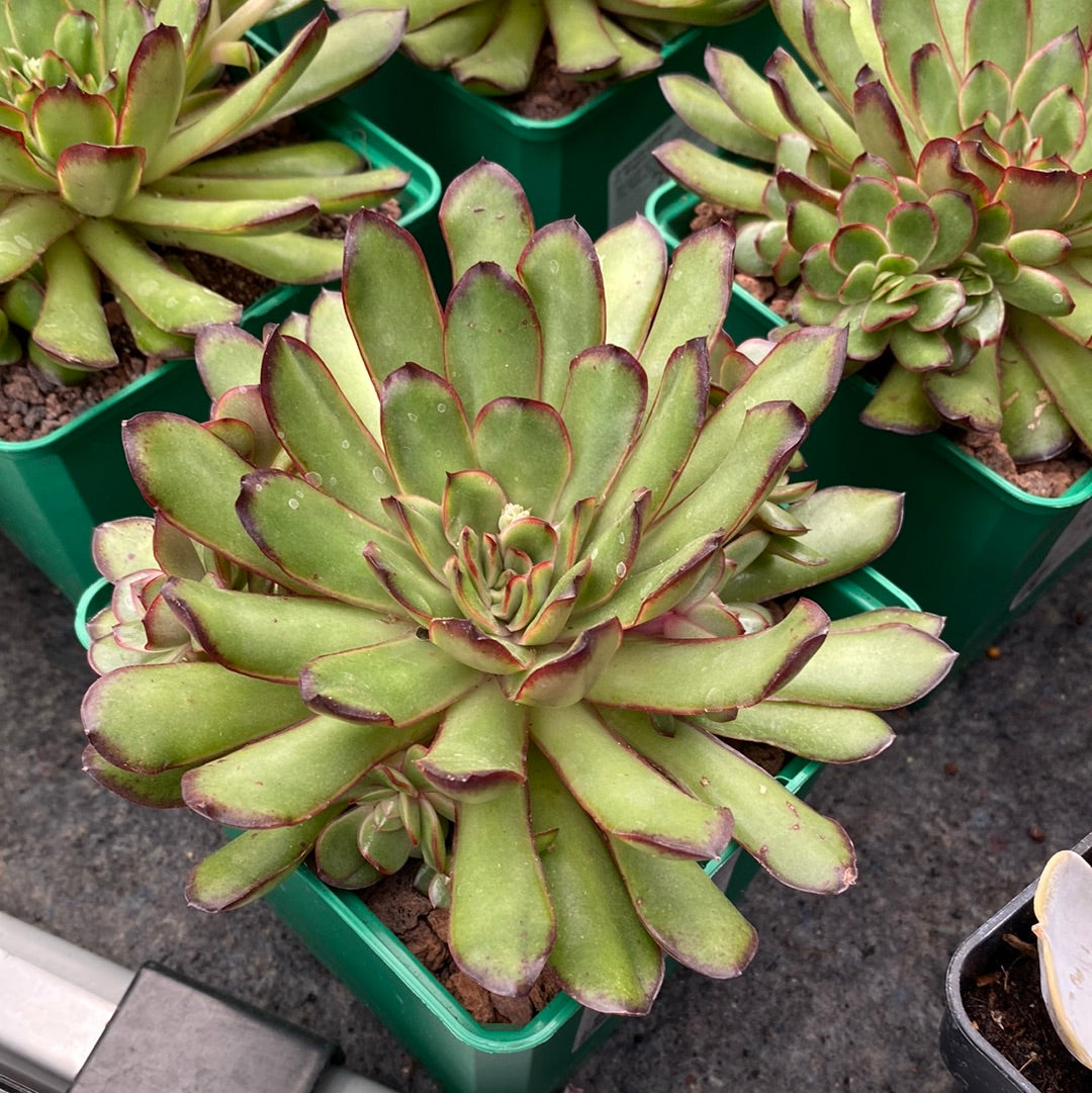 Echeveria polishis cv. Magma Pearl