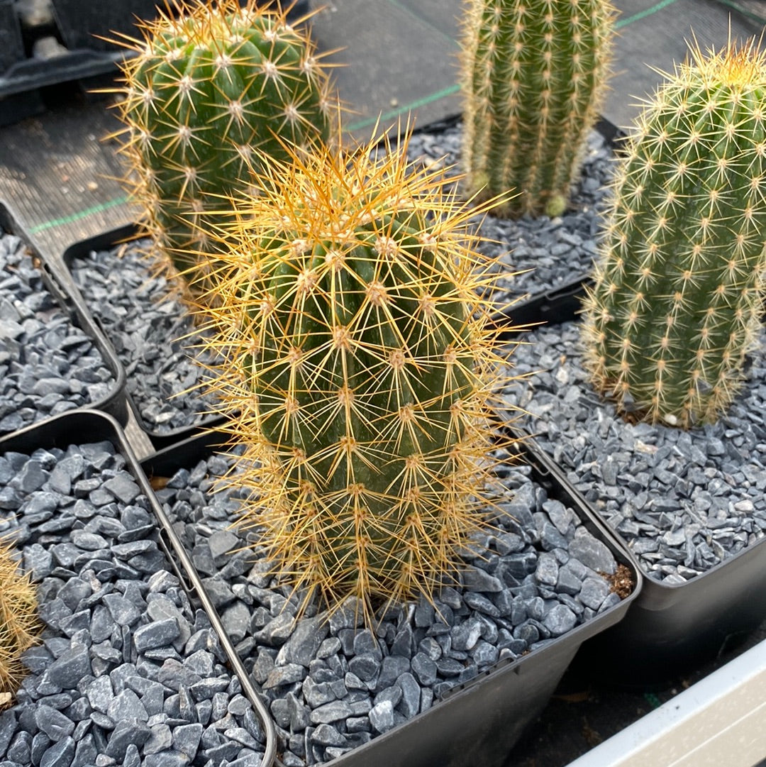 Trichocereus hybrid