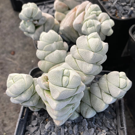 Crassula deceptor