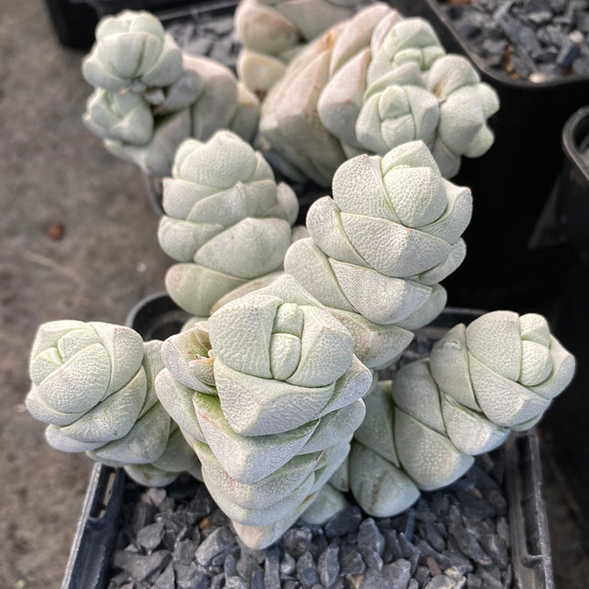 Crassula-Betrüger